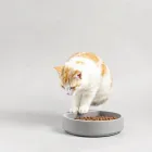 Interactive Cat Feeder