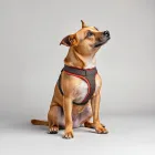 Dog Harness