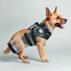 Dog Bottle for Hydration