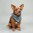 Cooling Bandana for Dogs