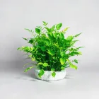 Aquarium Plants