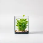 Aquatic Plant Package