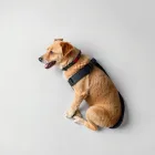 Dog Safety Seat Belt