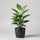 Indoor Potted Plant
