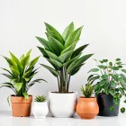 Indoor Plants Set