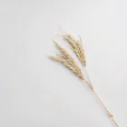 Pond Care Barley Straw