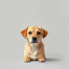 Custom Pet Portrait