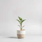Indoor Plant Pot