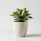 Ceramic Plant Pot