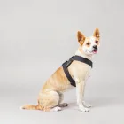 PetSafe Agile Dog Harness