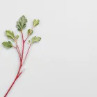 Quercetin