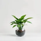 Aquarium Rubber Plants