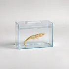 Aquarium Shrimp Kits