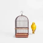 Bird Socialization Kit