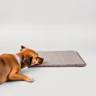 Dog Sniffing Mat