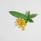 Kava Kava Capsules
