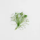 Chlorella