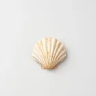 Seashell Surf Wax