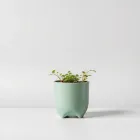 Self-Watering Planter