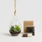 Hanging Garden Terrarium Kit