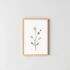 Botanical Print Set