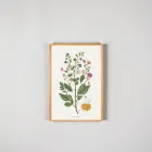 Vintage Botanical Prints