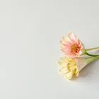 Flower Petal Cones