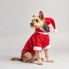 Christmas Pet Costume