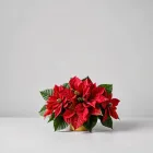 Christmas Poinsettia Table Decorations